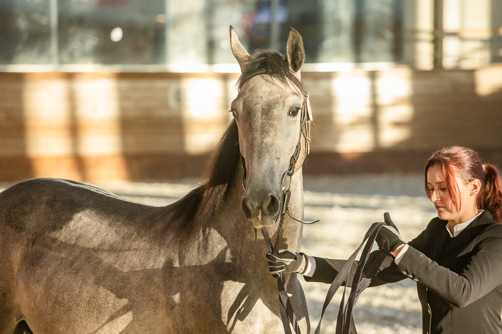 Аукцион лошадей орловской рысистой породы на МКЗ №1 в Горках-10
